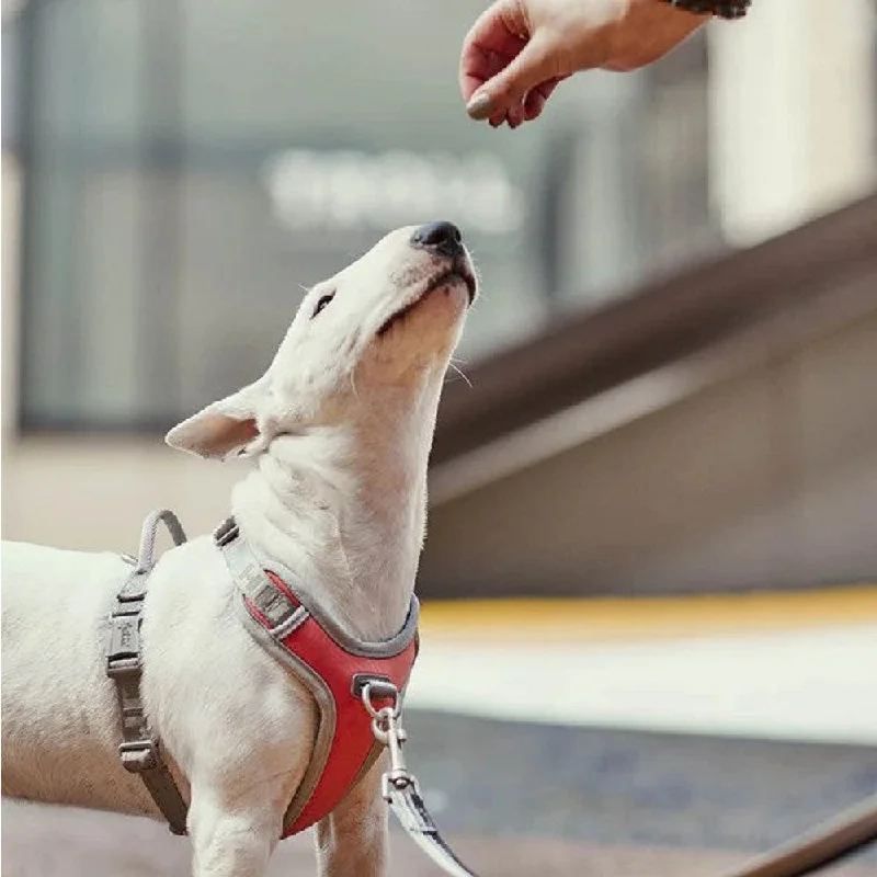 Venture Dog No-Pull Harness