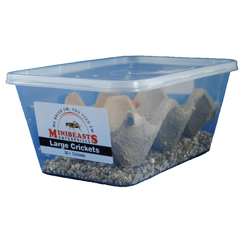 Minibeasts Crickets Tub Large